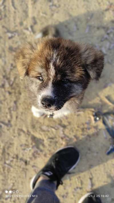 Seltene Rassen!-Beitrag-Bild