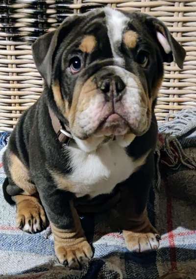 Olde English Bulldogge-Beitrag-Bild