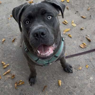 Hundetreffen-Spazieren gehen und spielen:)-Bild