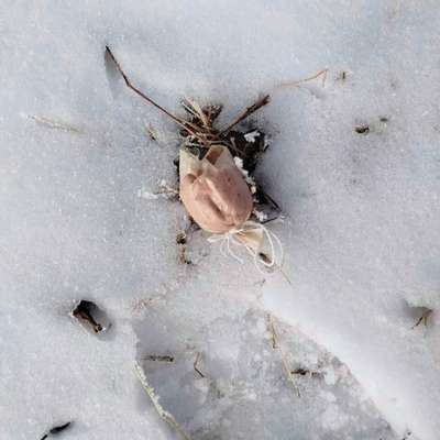 Giftköder-Achtung Giftköder-Bild