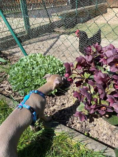 Wie heißt dein Hund?-Beitrag-Bild