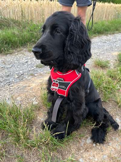 Englisch Cocker Spaniel-Beitrag-Bild