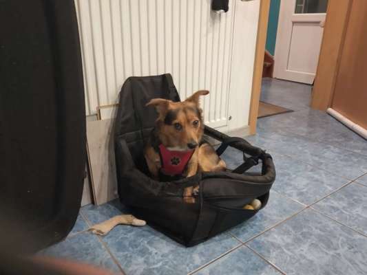 Hundetreffen-Gassi-Runde-Bild