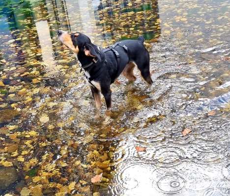 Die Dogorama Kalender Challenge Titelbild-Beitrag-Bild