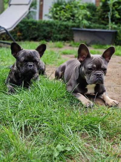 Französische Bulldoggen-Beitrag-Bild