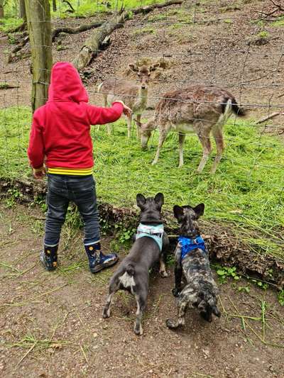 54. Handy Foto Challenge - Zoo Besuch-Beitrag-Bild