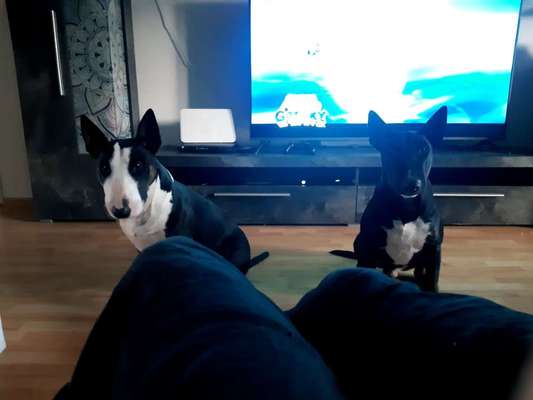 Miniatur Bull Terrier-Beitrag-Bild