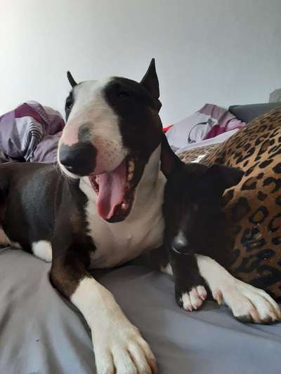 Welpen Bilder !-Beitrag-Bild