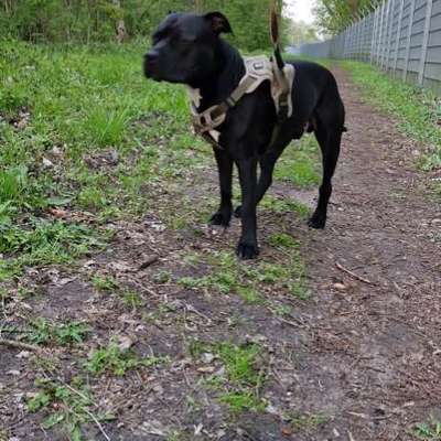 Hundetreffen-Ich bin Nero 18 Monate alt und suche Freunde in Rendsburg die mit mir spielen möchten.-Bild