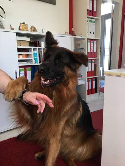 Deutsche Schäferhunde, Belgische Schäferhunde.-Beitrag-Bild