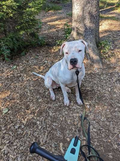 Dogo Argentino Freunde-Beitrag-Bild