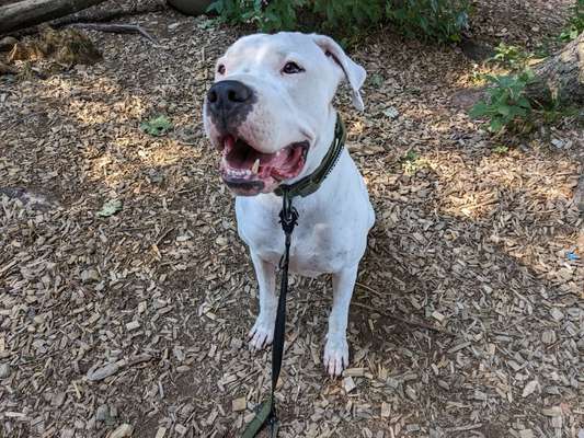 Dogo Argentino Freunde-Beitrag-Bild
