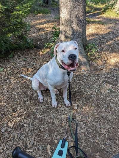 Dogo Argentino Freunde-Beitrag-Bild