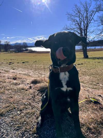 Hundetreffen-Gassirunde-Bild