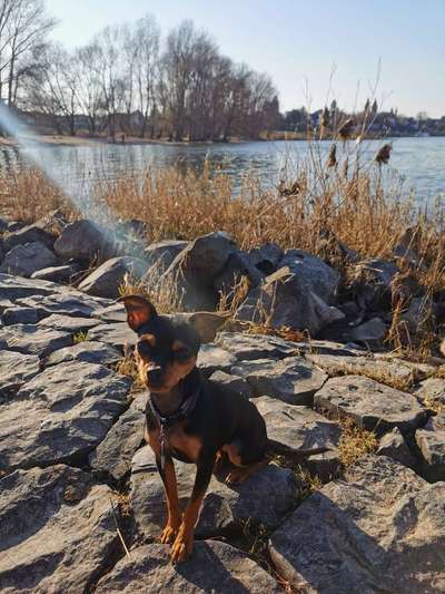 Hundetreffen-Treffen zum Spaziergang-Bild