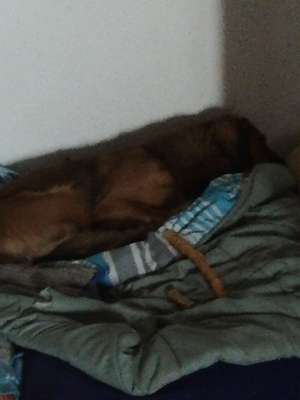 Hundetreffen-Kommt jemand aus Leverkusen da ich kein Auto habe und ich noch nicht ausprobiert habe mit meinem huo-Bild