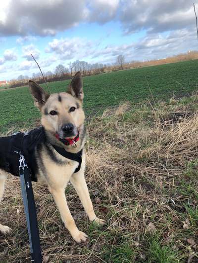 Hundetreffen-Hundekumpel/ine gesucht 🦮-Bild