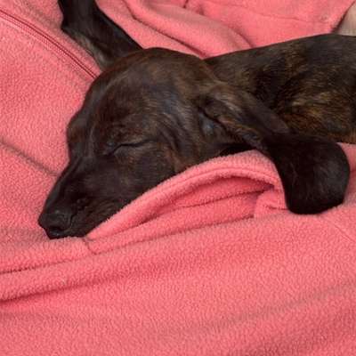 Hundetreffen-Welpentreffen in Korschenbroich kleine Hunde-Bild