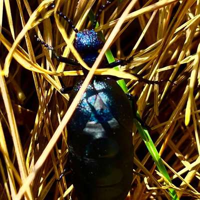 Giftköder-Giftiger Ölkäfer-Bild