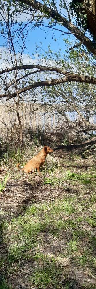 Dogorama-Monats-Challenge-Mai "Wasser"-Beitrag-Bild