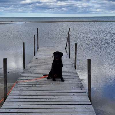 Hundetreffen-Gemeinsam Spaziern gehen-Bild
