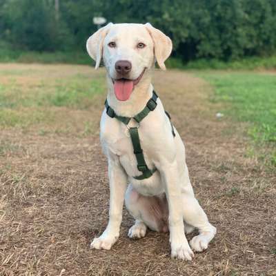 Hundetreffen-Gemeinsamer Spaziergang-Bild