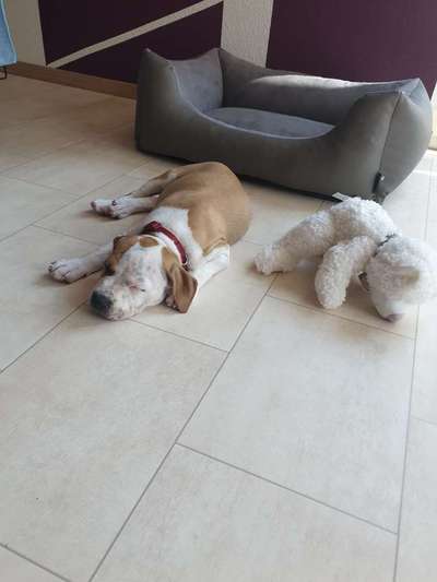 Welpen Bilder !-Beitrag-Bild