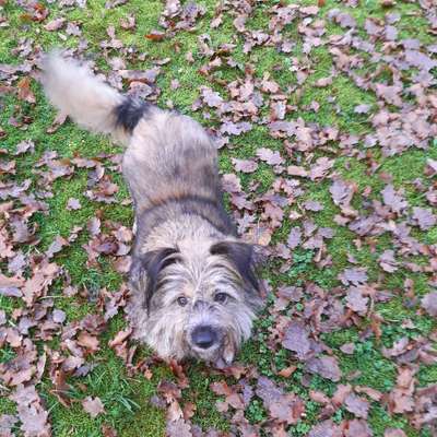 Hundetreffen-Hunde treffen-Bild