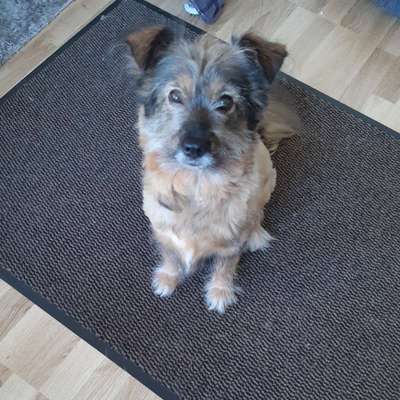 Hundetreffen-Soziale Kontakte gesucht-Bild