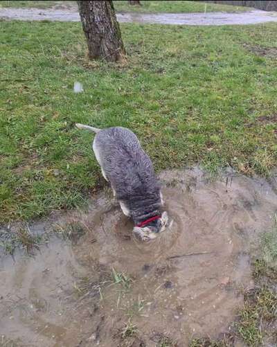 Dogorama-Monats-Challenge-Mai "Wasser"-Beitrag-Bild