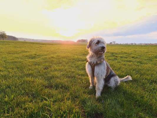 Hundetreffen-Gassi und Spieleunde-Bild