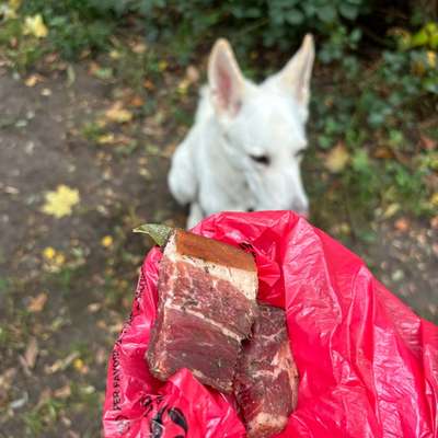 Giftköder-Möglicherweise Giftköder-Bild