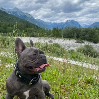 Hundetreffen-Frankfurt-Bild