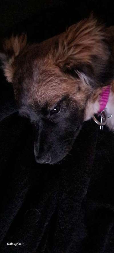 Zeigt mir die tollste Nahaufnahme von eurer Fellnase-Beitrag-Bild