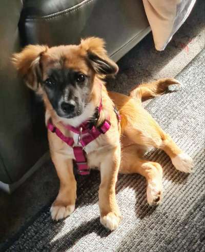 Mischlinge raten - Rätselspaß-Beitrag-Bild