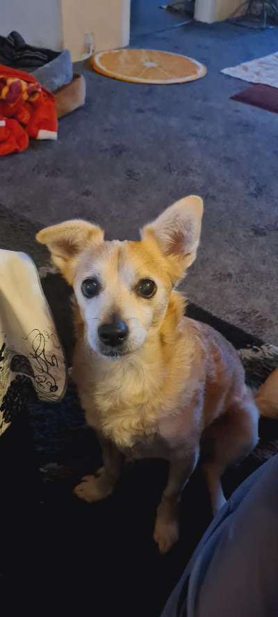 Unsere Fellnasen im Regenbogenland-Beitrag-Bild