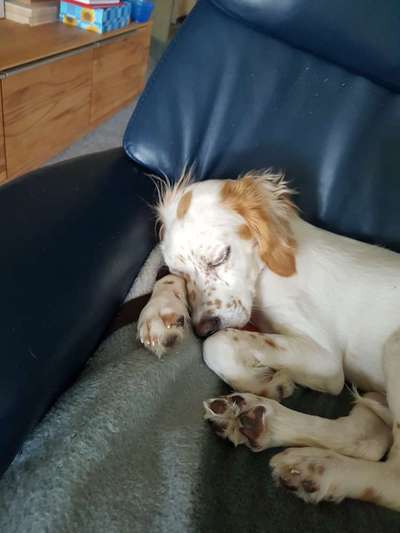 Welpen Bilder !-Beitrag-Bild