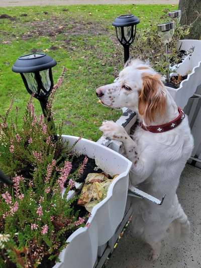 Epagneul Breton-Beitrag-Bild