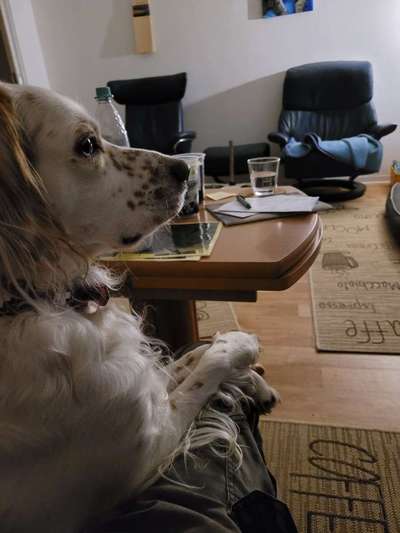 Auslandstierschutz-Beitrag-Bild