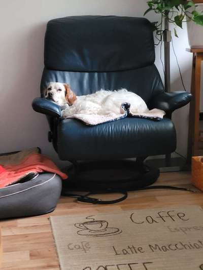 Vom Welpen zum Hund-Beitrag-Bild