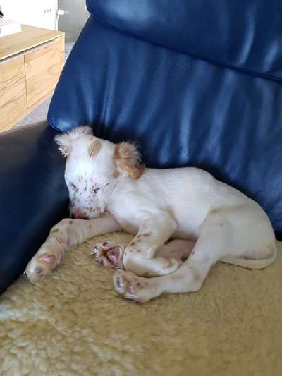 Vom Welpen zum Hund-Beitrag-Bild