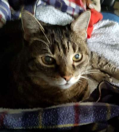 Unsere Fellnasen im Regenbogenland-Beitrag-Bild