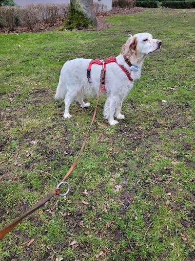 Wie sitzt mein Geschirr?-Beitrag-Bild