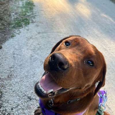 Hundetreffen-Gassi Partner gesucht