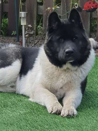 American Akita-Beitrag-Bild