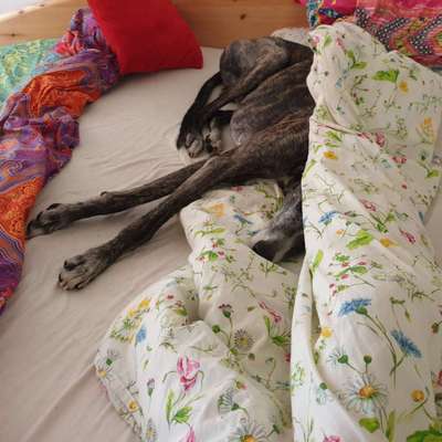 Windhunde - Treffen der besonderen Schönheiten
HERZLICH WILLKOMMEN-Beitrag-Bild