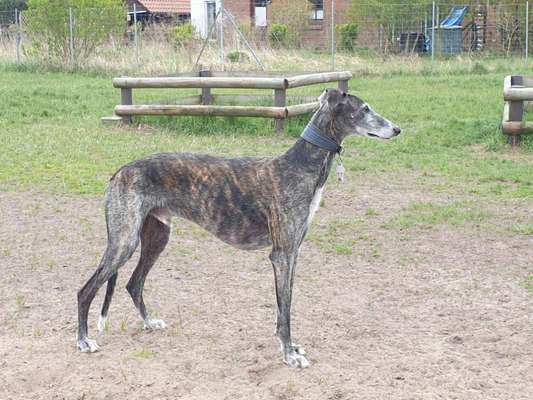 Windhunde - Treffen der besonderen Schönheiten
HERZLICH WILLKOMMEN-Beitrag-Bild