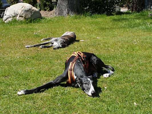 Windhunde - Treffen der besonderen Schönheiten
HERZLICH WILLKOMMEN-Beitrag-Bild