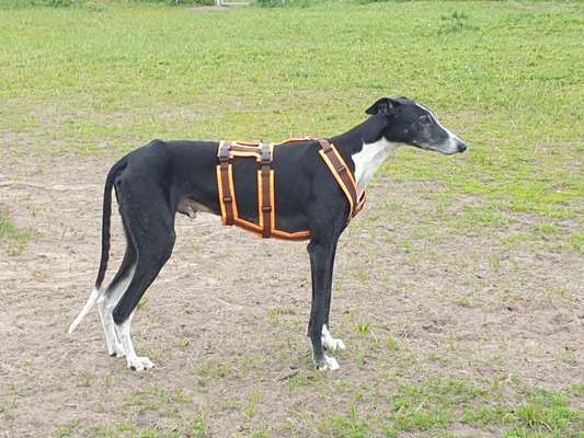 Das passende Brustgeschirr-Beitrag-Bild