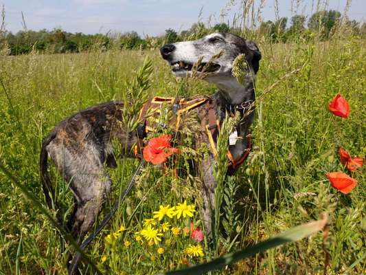 Die Dogorama Monats Challenge "Es grünt und blüht"-Beitrag-Bild